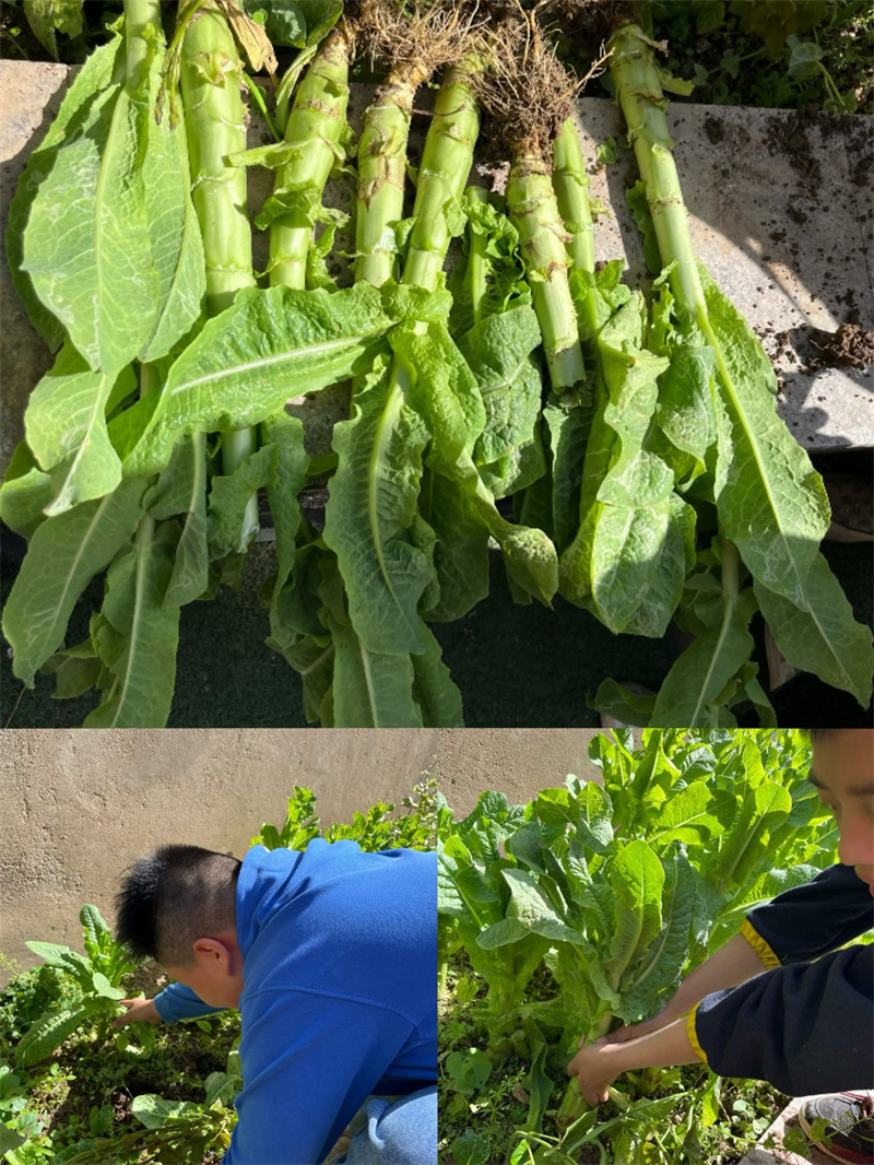 种植与收获