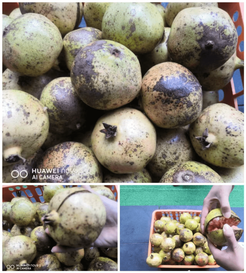 感谢朱宇默同学的妈妈给孩子们送的大石榴！